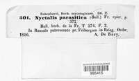 Asterophora parasitica image